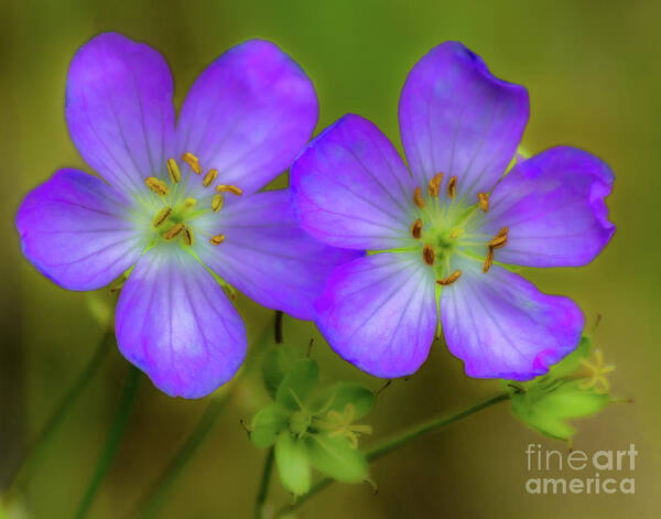 Flower Art Print featuring the photograph Double Beauty by Rod Best