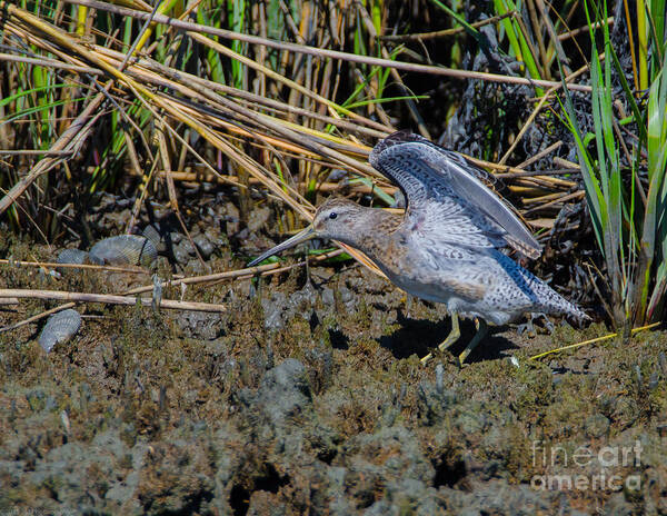 Bird Art Print featuring the photograph Dowitcher Stuck in the Mud by Jeff at JSJ Photography