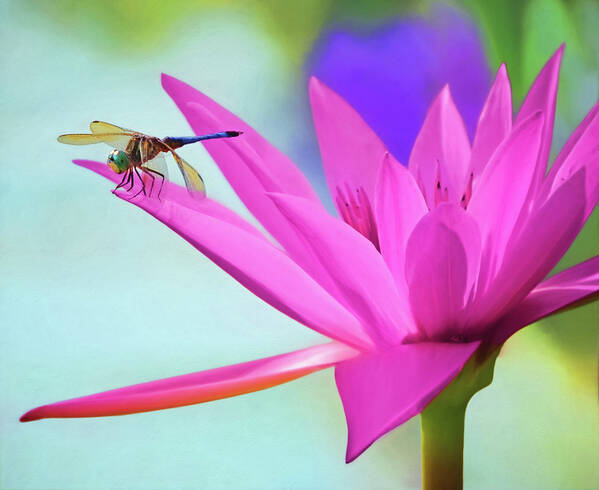 Dragon Fly Art Print featuring the photograph Dragon Fly by Steven Michael