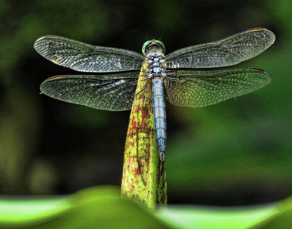 Dragonfly Art Print featuring the photograph Dragonfly 1 by Helaine Cummins