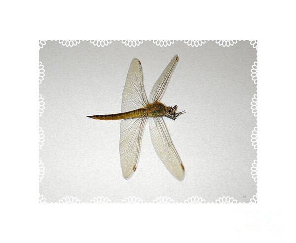 Dragonfly Art Print featuring the photograph Dragonfly Collection. Image 5.5 by Oksana Semenchenko