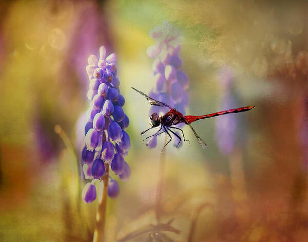 Dragonfly Photo Art Print featuring the photograph Dragonfly thru the Hyacinths Print by Gwen Gibson