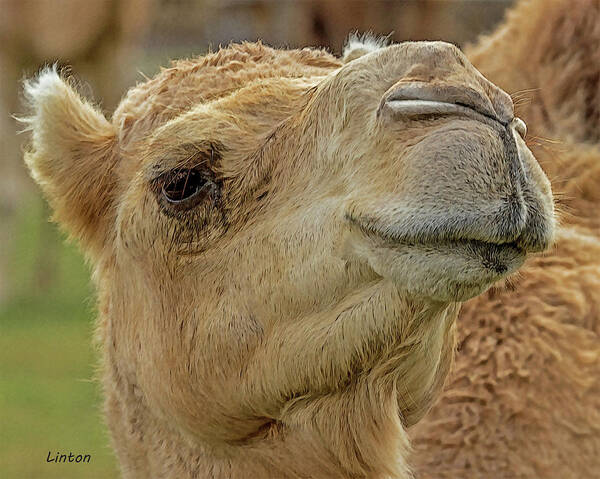 Dromedary Camel Art Print featuring the digital art Dromedary or Arabian Camel by Larry Linton