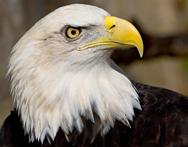 Eagle Art Print featuring the photograph Eagle Power by William Jobes