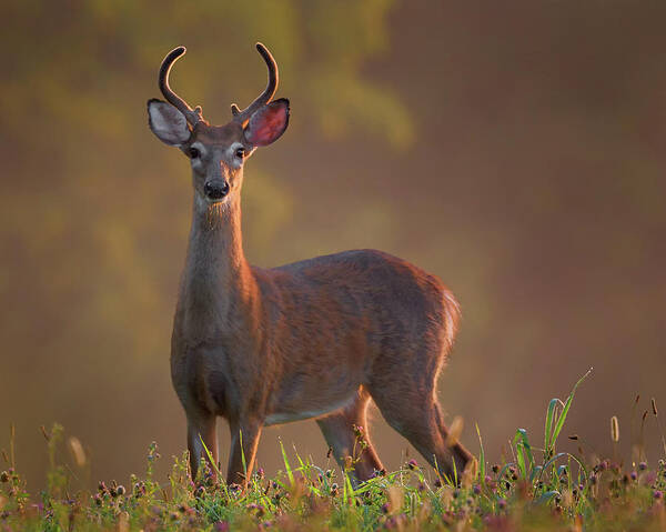 Buck Art Print featuring the photograph Early Buck by Bill Wakeley