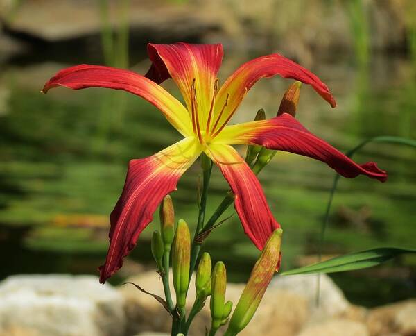 Daylily Art Print featuring the photograph El Glorioso by the Pond by MTBobbins Photography