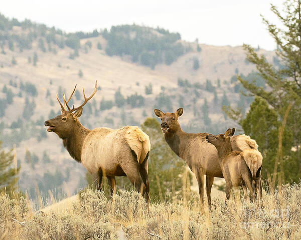 Mammal Art Print featuring the photograph Elk Family by Dennis Hammer