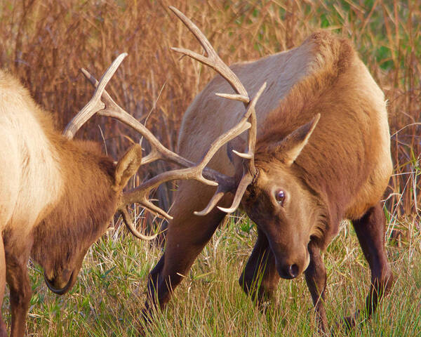 Elk Art Print featuring the photograph Elk Tussle by Todd Kreuter