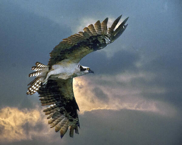 Osprey Art Print featuring the photograph Evening Flight by Brian Tarr