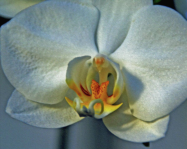 Orchids Art Print featuring the digital art Exquisite 4 by Lynda Lehmann