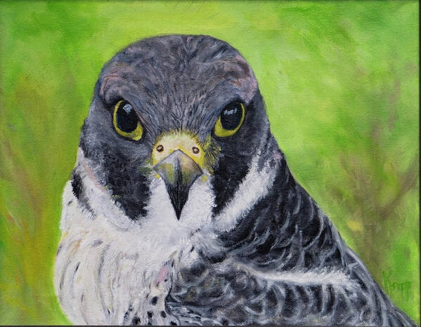 Bird Of Prey Art Print featuring the painting Falcon by Kathy Knopp