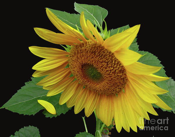 Sunflower Art Print featuring the photograph Fallen by Douglas Stucky