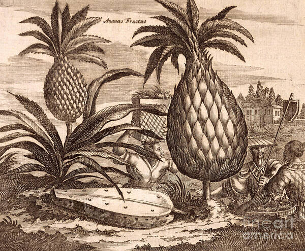 Pineapples Art Print featuring the drawing Farming Large Pineapples by English School