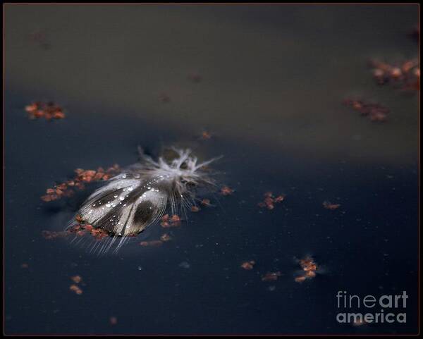 Feather Art Print featuring the photograph Featherbug by Angela Murray