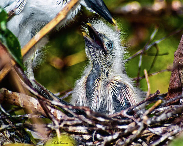 Egret Art Print featuring the photograph Feed Me by Christopher Holmes