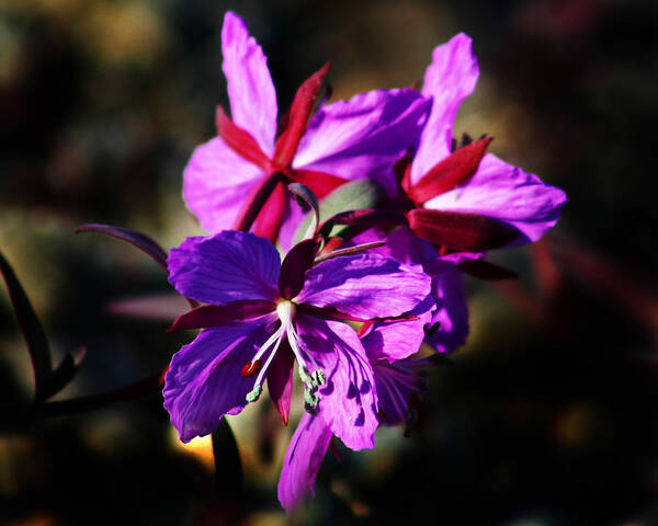 Fireweed Art Print featuring the photograph Fireweed by Anthony Jones