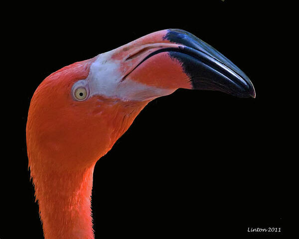 Flamingo Art Print featuring the photograph Flamingo by Larry Linton
