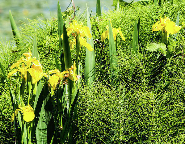 Green Lake Art Print featuring the photograph Flowers at Green Lake by Robert Briggs