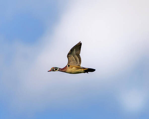 Wood Duck Box Art Print featuring the photograph Fly By Wood Duck by Jerry Cahill