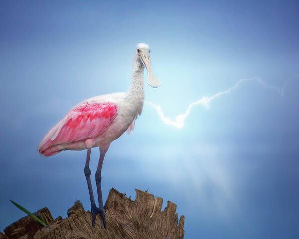 Roseate Spoonbill Art Print featuring the photograph Foggy Morning Spoonbill by Mark Andrew Thomas