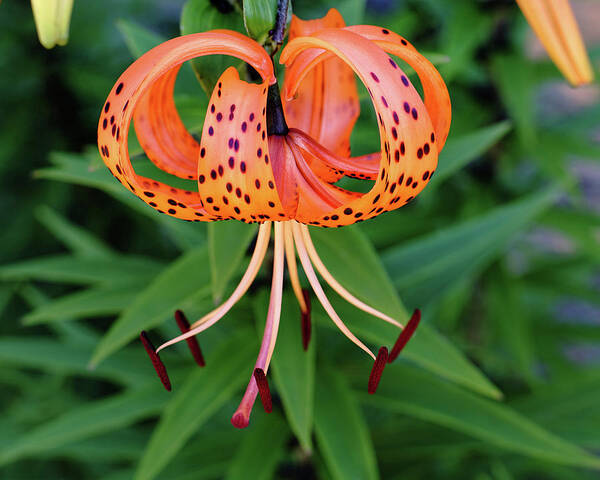 Tiger Lily Art Print featuring the photograph Forevermore by Kathi Mirto