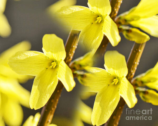 Spring Art Print featuring the photograph Forsythia Three by Traci Cottingham