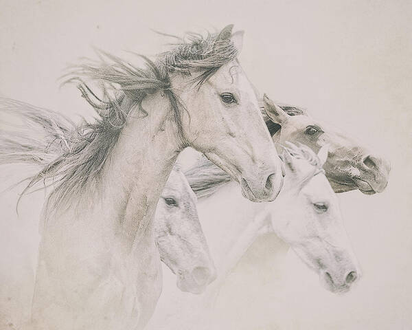 Equine Art Print featuring the photograph Four Horses by Ron McGinnis