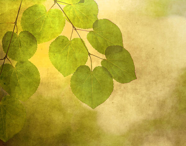 Leaves Art Print featuring the photograph Framed in Light by Rebecca Cozart