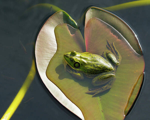 Florida Art Print featuring the photograph Frog Chilling on a Lilly Pad Delray Beach Florida by Lawrence S Richardson Jr