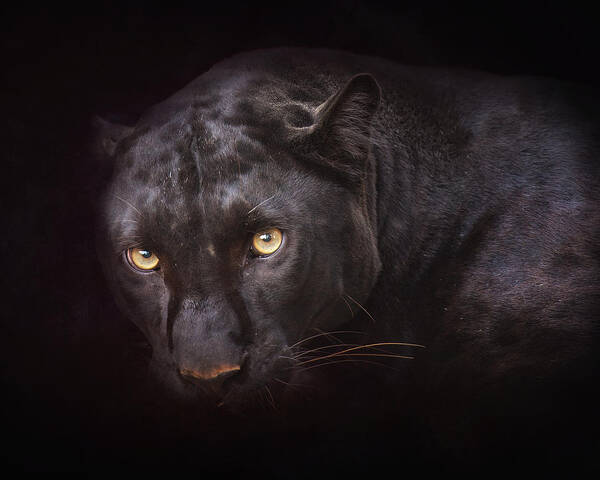 Cat Art Print featuring the photograph From Darkness by Ron McGinnis