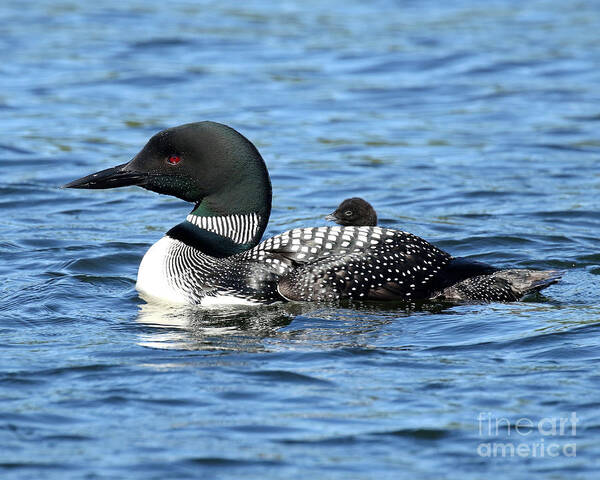 Loon Art Print featuring the photograph Front Row Center by Heather King