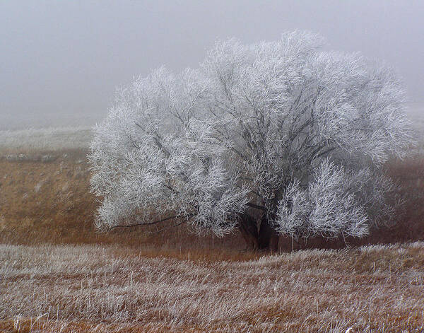 Cottonwood Art Print featuring the photograph Frost and Fog by Alana Thrower
