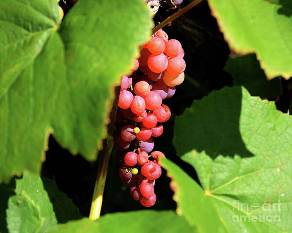 Grapes Art Print featuring the photograph Fruit of the Vine by Phil Spitze