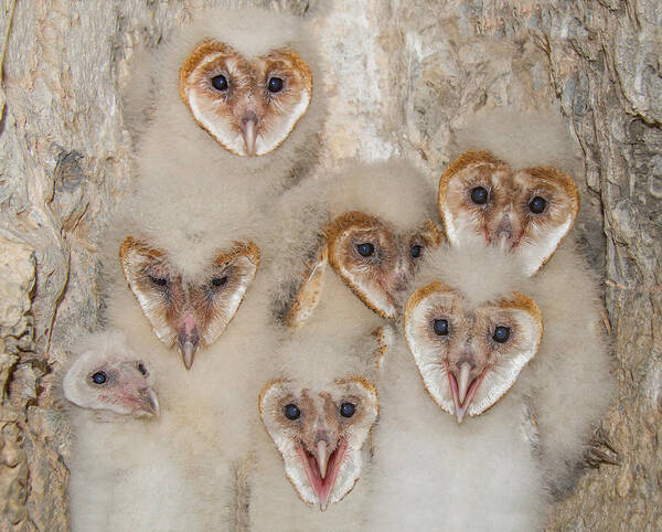 Owl Art Print featuring the photograph Fuzzy Hearts by Kent Keller
