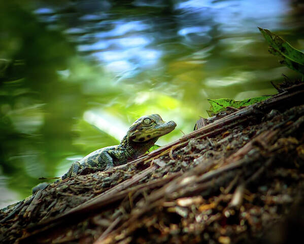 Alligator Art Print featuring the photograph Gator Baby by Mark Andrew Thomas