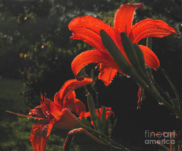 Flowers Art Print featuring the photograph Glowing Day Lilies by Donna Brown