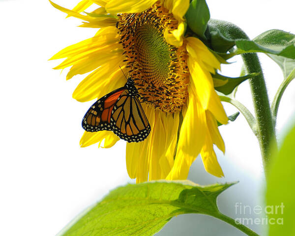 Butterfly Art Print featuring the photograph Glowing Monarch on Sunflower by Edward Sobuta