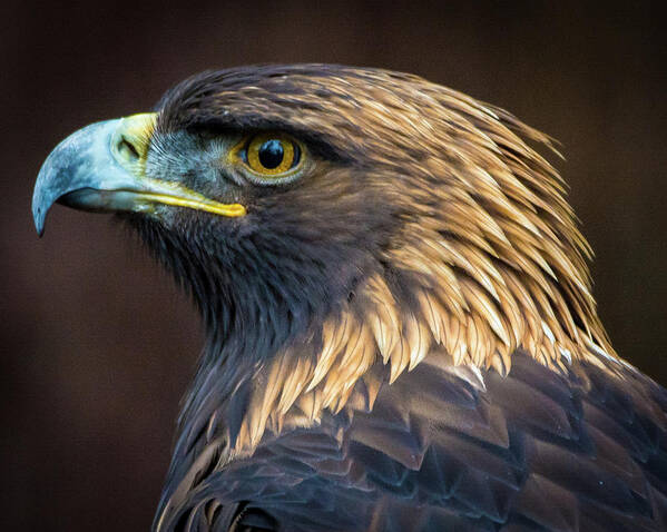 Eagles Art Print featuring the photograph Golden Eagle 2 by Jason Brooks
