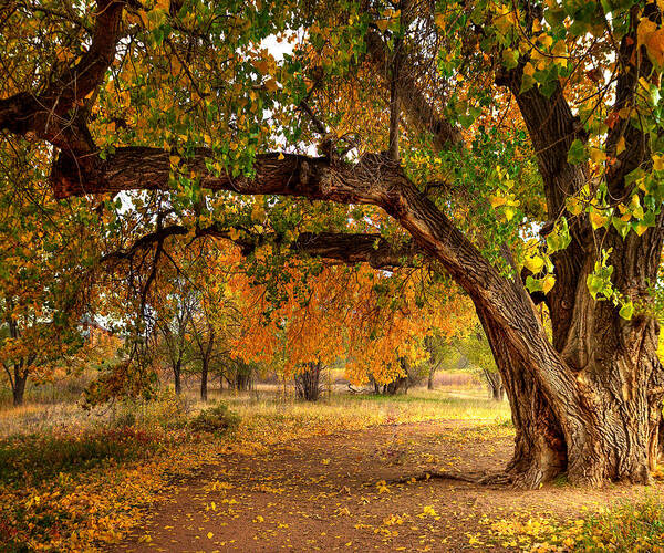 Tree Art Print featuring the photograph Grandfather Cottonwood by Tim Reaves