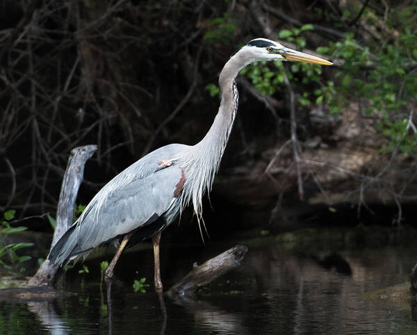 Wading Art Print featuring the photograph Great Blue Heron by Michael Hall