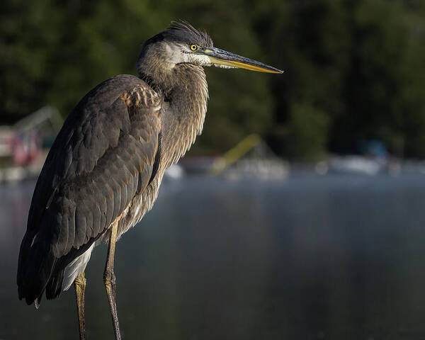 Heron Art Print featuring the photograph Great Blue Heron by Tim Kirchoff