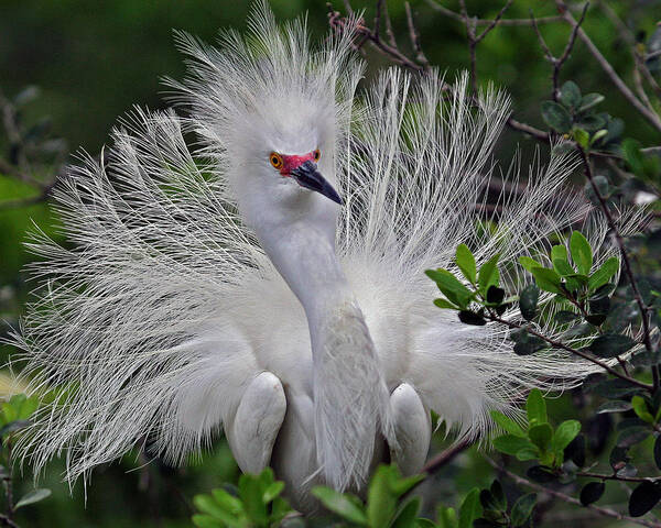 Great Egret Art Print featuring the photograph Great Egret Courtship Display by Larry Linton