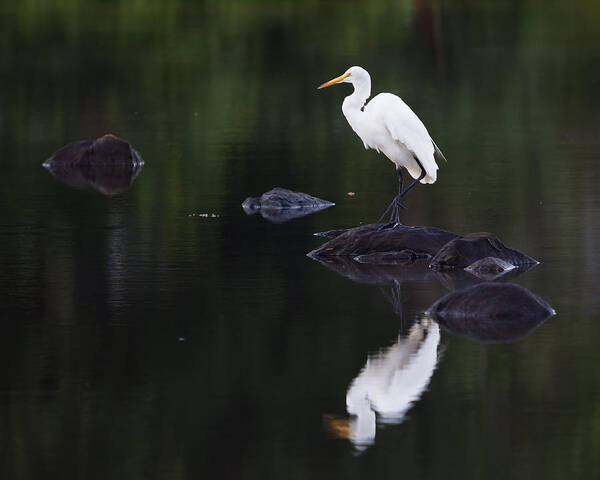 Egret Art Print featuring the photograph Great Egret Reflection by Kirkodd Photography Of New England