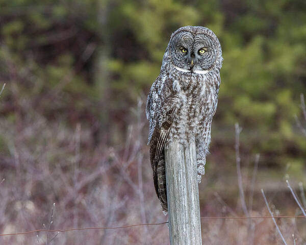 Owl Art Print featuring the photograph Great Gray Owl on Fence Post by John Vose