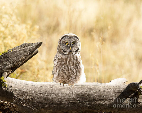 Bird Art Print featuring the photograph Great Grey Owl by Dennis Hammer