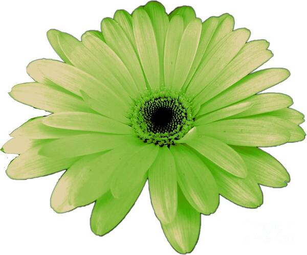 Digital Art Art Print featuring the photograph Green Daisy Flower by Delynn Addams