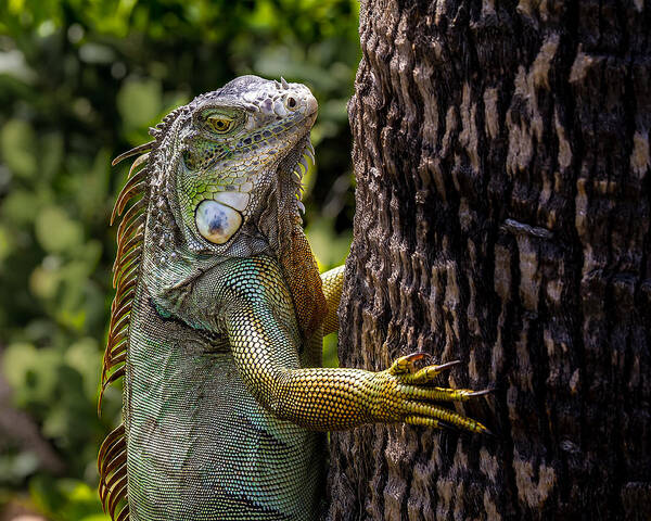 Florida Art Print featuring the photograph Green Iguana by Ron Pate