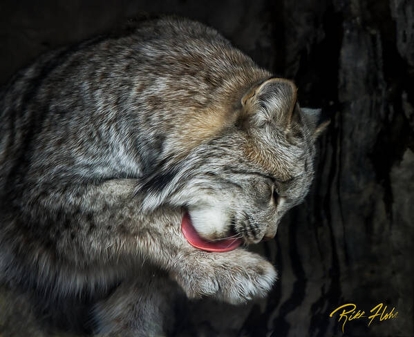 Animals Art Print featuring the photograph Grooming Lynx by Rikk Flohr