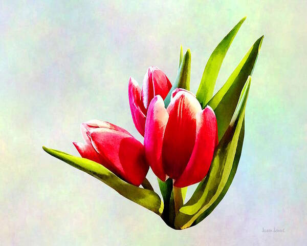 Tulip Art Print featuring the photograph Group of Red Tulips by Susan Savad