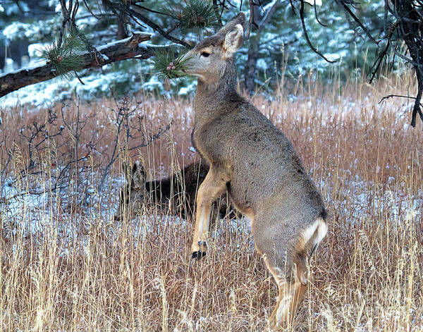 Deer Art Print featuring the photograph Hard to Reach by Jim Garrison